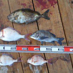 こかわ渡船　雅丸 釣果