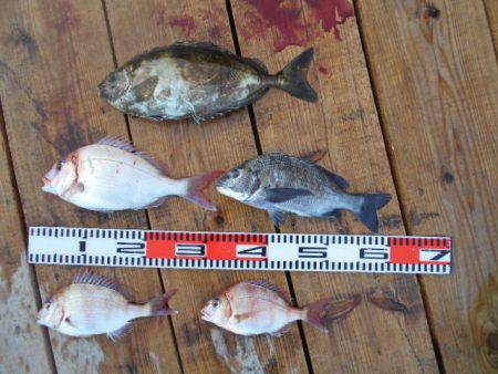 こかわ渡船　雅丸 釣果