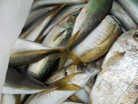 こかわ渡船　雅丸 釣果