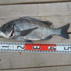 こかわ渡船　雅丸 釣果