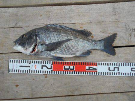 こかわ渡船　雅丸 釣果