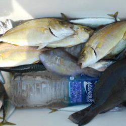 こかわ渡船　雅丸 釣果