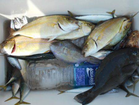 こかわ渡船　雅丸 釣果