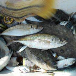 こかわ渡船　雅丸 釣果