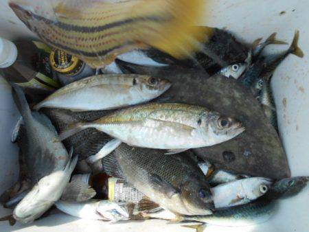 こかわ渡船　雅丸 釣果