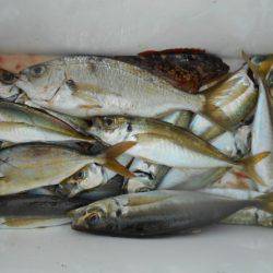 こかわ渡船　雅丸 釣果