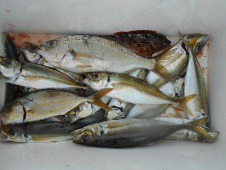 こかわ渡船　雅丸 釣果