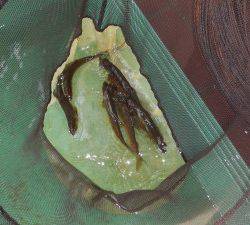 会津大川（会津非出資漁業協同組合） 釣果