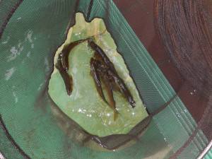 会津大川（会津非出資漁業協同組合） 釣果