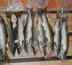 会津大川（会津非出資漁業協同組合） 釣果