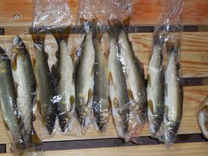 会津大川（会津非出資漁業協同組合） 釣果