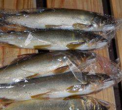 会津大川（会津非出資漁業協同組合） 釣果