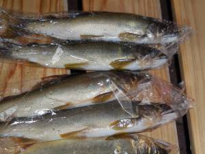 会津大川（会津非出資漁業協同組合） 釣果