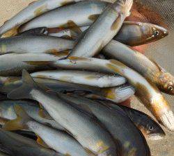 会津大川(会津非出資漁業協同組合) 釣果