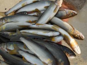 会津大川(会津非出資漁業協同組合) 釣果