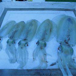 フィッシングボート空風(そらかぜ) 釣果