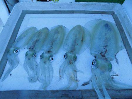 フィッシングボート空風(そらかぜ) 釣果