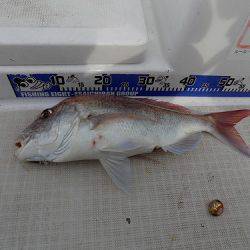 フィッシングボート空風（そらかぜ） 釣果