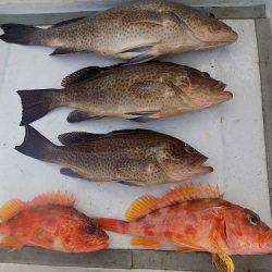 フィッシングボート空風(そらかぜ) 釣果