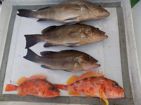 フィッシングボート空風（そらかぜ） 釣果