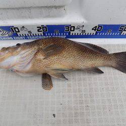 フィッシングボート空風(そらかぜ) 釣果