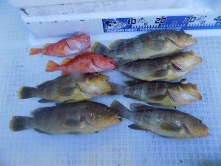 フィッシングボート空風(そらかぜ) 釣果