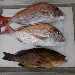 フィッシングボート空風(そらかぜ) 釣果