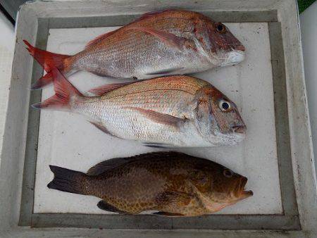 フィッシングボート空風（そらかぜ） 釣果