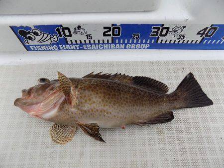 フィッシングボート空風(そらかぜ) 釣果