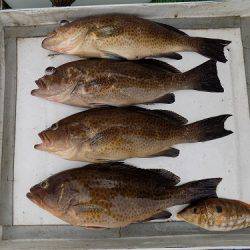 フィッシングボート空風(そらかぜ) 釣果