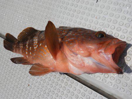 Fisherman Dreams DI 釣…