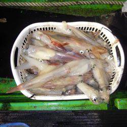 海宝丸　島根 釣果