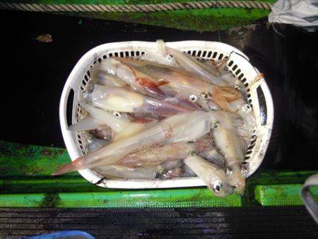 海宝丸　島根 釣果