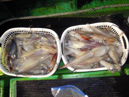 海宝丸　島根 釣果