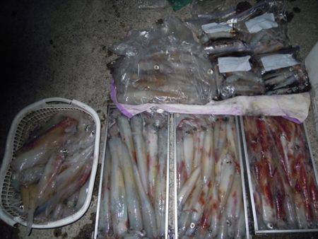 海宝丸 島根 釣果