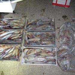 海宝丸 島根 釣果