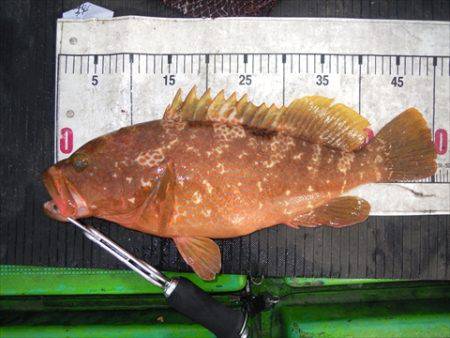 海宝丸　島根 釣果