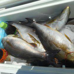 大進丸(愛知) 釣果