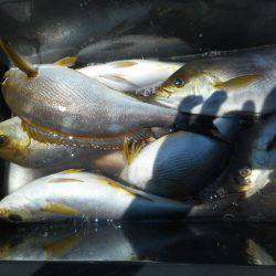 大進丸(愛知) 釣果