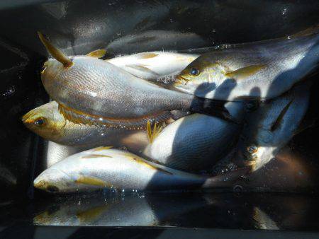 大進丸(愛知) 釣果