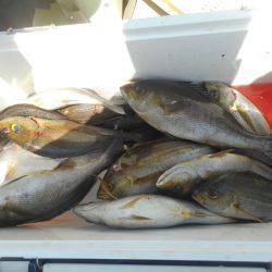 大進丸(愛知) 釣果