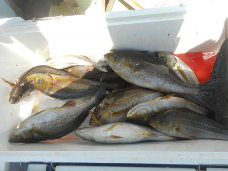 大進丸(愛知) 釣果