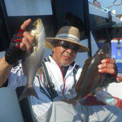 大進丸(愛知) 釣果