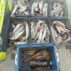 大進丸（愛知） 釣果