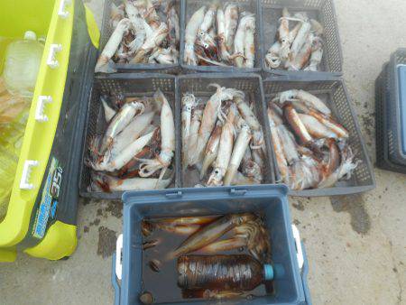 大進丸（愛知） 釣果