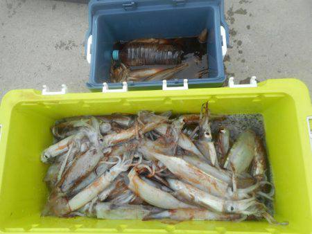 大進丸（愛知） 釣果