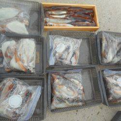 大進丸（愛知） 釣果