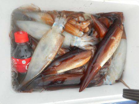 大進丸（愛知） 釣果