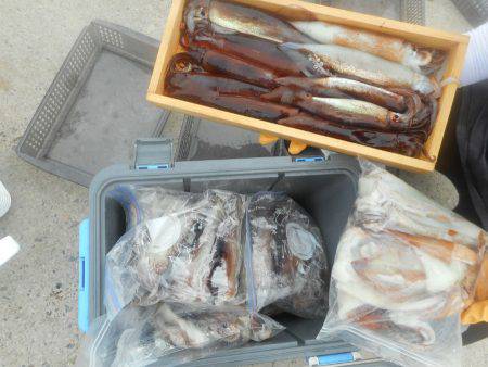 大進丸（愛知） 釣果