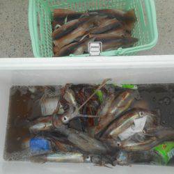 大進丸（愛知） 釣果